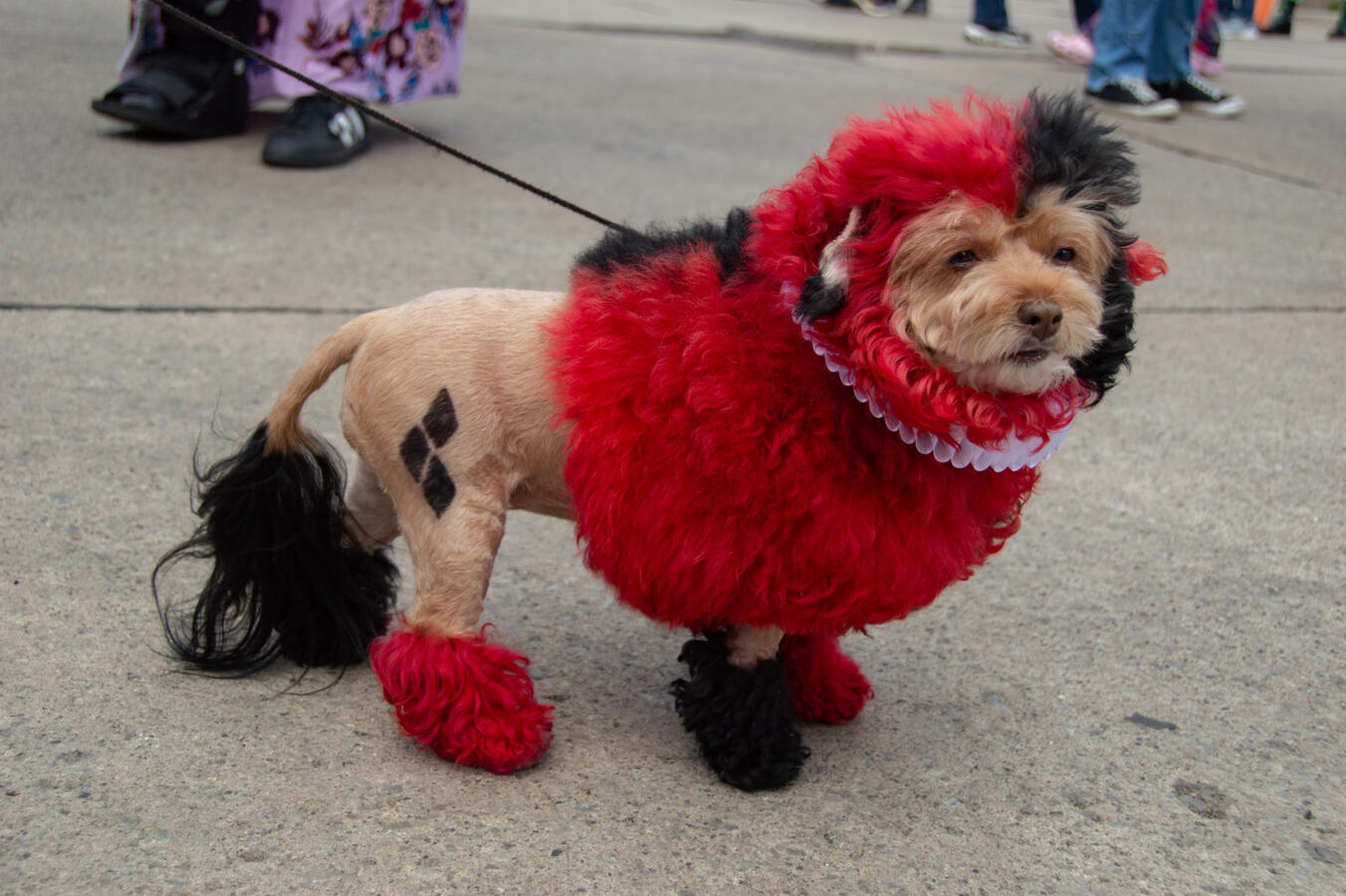 Harley Quinn doggo Ferndale Pride 2025 Harley Quinn doggo Ferndale Pride 2025